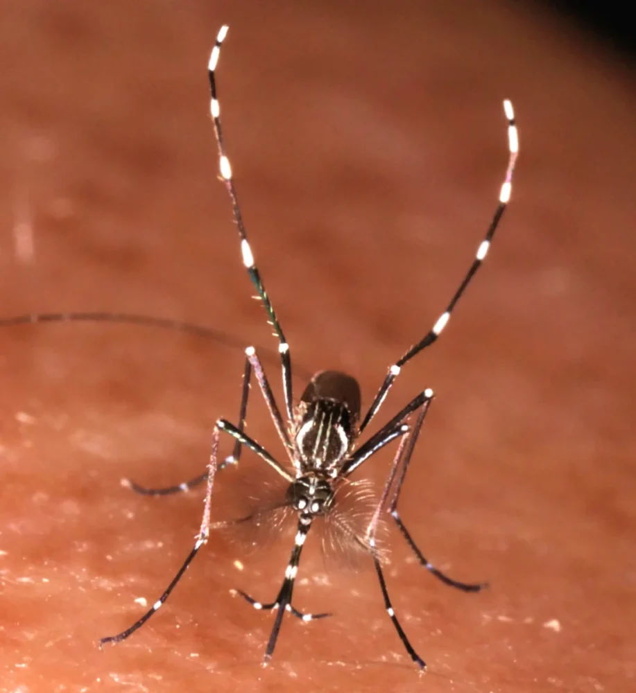 Pueden picar mosquitos atraves de la ropa-destacada