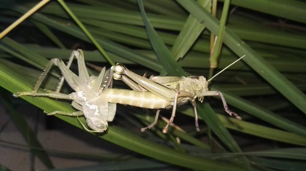 Que es la muda de insectos-1