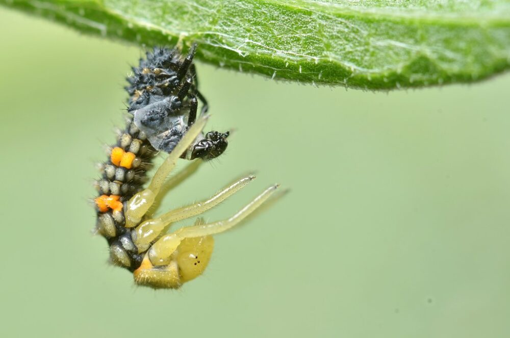 Que es la muda de insectos-destacada