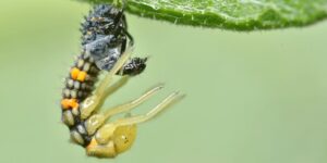 Que es la muda de insectos-destacada