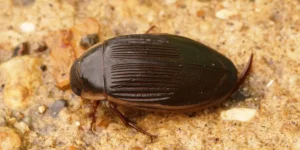 Que son los insectos acuaticos-destacada