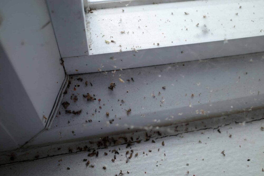 Señales de infestación de plagas invernales-destacada