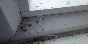 Señales de infestación de plagas invernales-destacada