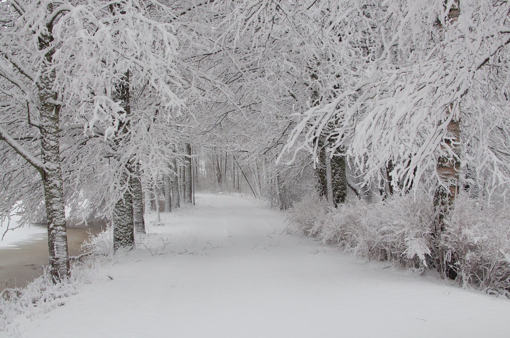 Señales de infestación de plagas invernales