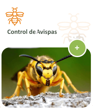 Servicios Control de Avispas