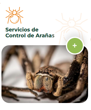 Por qué Plagas Sancti Petri es la opción para el Control de Arañas