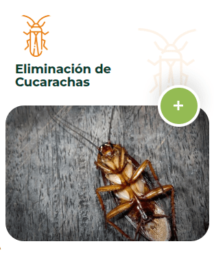 ¿Por Qué Elegir Nuestro Control Experto de Cucarachas?