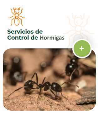 Plagas Sancti Petri es tu Mejor Opción para el Control de Hormigas
