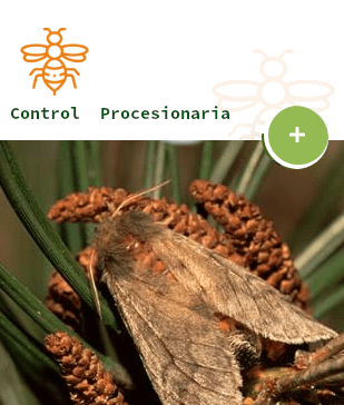 Servicios Control Procesionaria Plagas Sancti Petri