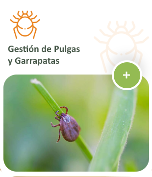 ¿Por qué confiar en Plagas Sancti Petri para el Control de Pulgas y Garrapatas?
