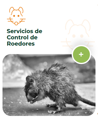 Proteja su Hogar con el experto servicio de control de roedores.