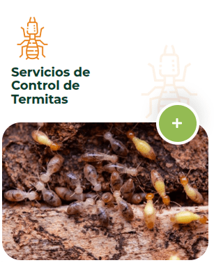 Servicios de Control de Termitas. 