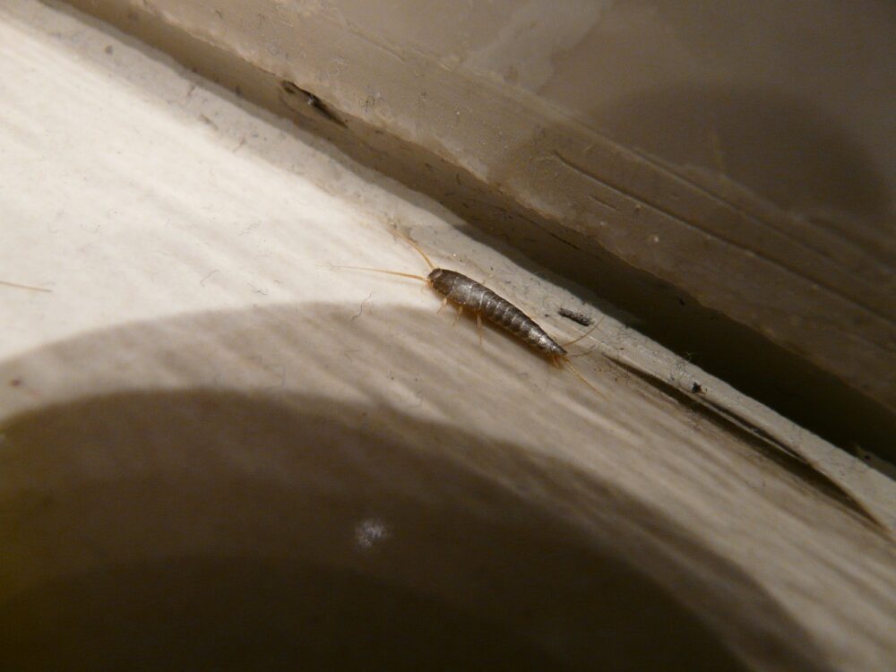 Silverfish que es este insecto-destacada