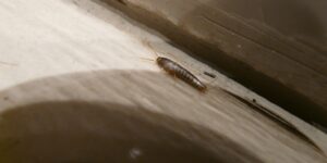 Silverfish que es este insecto-destacada