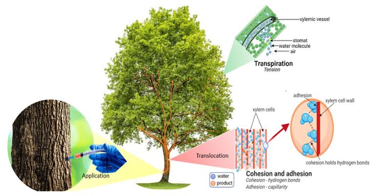 Tratamientos biologicos para combatir las orugas procesionarias-1