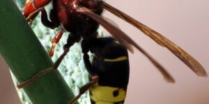 Vespa orientalis amenaza abejas meliferas-destacada