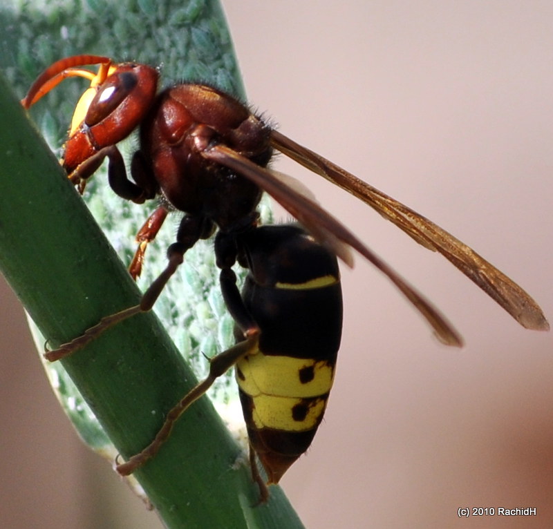 Vespa orientalis amenaza abejas meliferas-destacada
